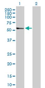 TGFB2 Antibody in Western Blot (WB)