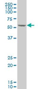 KLF10 Antibody in Western Blot (WB)