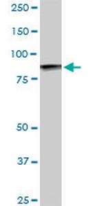 UBTF Antibody in Western Blot (WB)