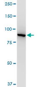 VCP Antibody in Western Blot (WB)