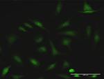 CCDC6 Antibody in Immunocytochemistry (ICC/IF)