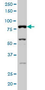 SFRS17A Antibody in Western Blot (WB)