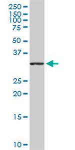 TNFSF10 Antibody in Western Blot (WB)