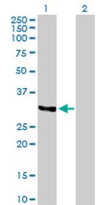 TNFSF10 Antibody in Western Blot (WB)