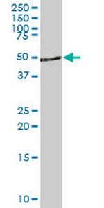 DYRK4 Antibody in Western Blot (WB)