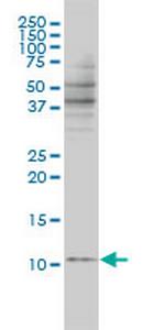 BANF1 Antibody in Western Blot (WB)