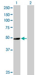 NR1I2 Antibody in Western Blot (WB)