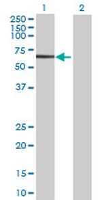 WASL Antibody in Western Blot (WB)