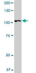 LONP1 Antibody in Western Blot (WB)