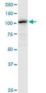 LONP1 Antibody in Western Blot (WB)