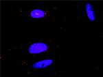 GRAP2 Antibody in Proximity Ligation Assay (PLA) (PLA)