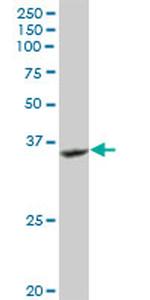 GRAP2 Antibody in Western Blot (WB)