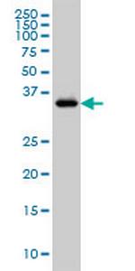 GRAP2 Antibody in Western Blot (WB)