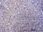 LY86 Antibody in Immunohistochemistry (Paraffin) (IHC (P))