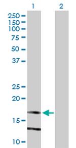 LY86 Antibody in Western Blot (WB)