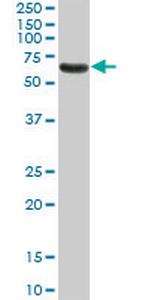 NR1D1 Antibody in Western Blot (WB)