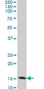 TOMM20 Antibody in Western Blot (WB)