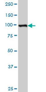 ZFHX1B Antibody in Western Blot (WB)