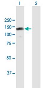 RBM19 Antibody in Western Blot (WB)