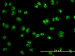 USP15 Antibody in Immunocytochemistry (ICC/IF)