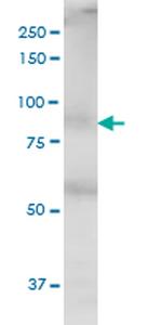 THRAP5 Antibody in Western Blot (WB)