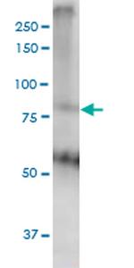 THRAP5 Antibody in Western Blot (WB)