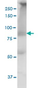 THRAP5 Antibody in Western Blot (WB)