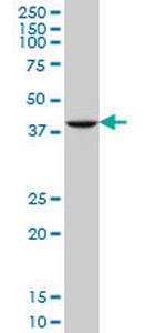 GDF11 Antibody in Western Blot (WB)