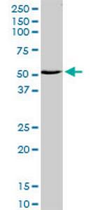 ZNF238 Antibody in Western Blot (WB)