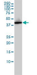 AHSA1 Antibody in Western Blot (WB)
