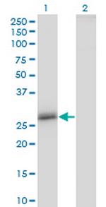 CLDN16 Antibody in Western Blot (WB)