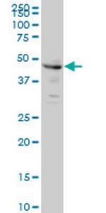 CPSF6 Antibody in Western Blot (WB)