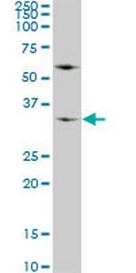 WDR5 Antibody in Western Blot (WB)