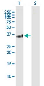 BTN3A2 Antibody in Western Blot (WB)