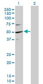 KPTN Antibody in Western Blot (WB)