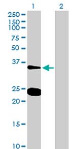 NXPH3 Antibody in Western Blot (WB)