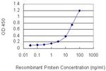 NXPH3 Antibody in ELISA (ELISA)