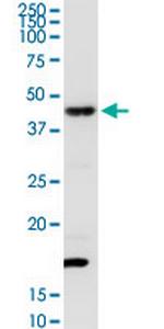 TXNDC4 Antibody in Western Blot (WB)