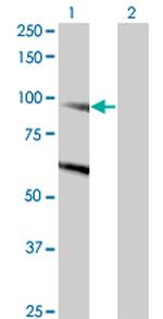 DNMBP Antibody in Western Blot (WB)