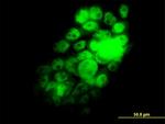 RBM9 Antibody in Immunocytochemistry (ICC/IF)