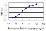 NGEF Antibody in ELISA (ELISA)