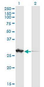 PGLS Antibody in Western Blot (WB)