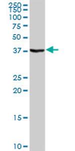 STAP1 Antibody in Western Blot (WB)