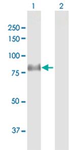 DLL1 Antibody in Western Blot (WB)