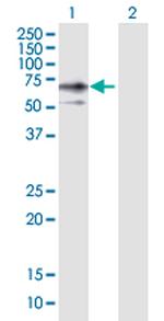 ERO1L Antibody in Western Blot (WB)
