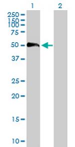 EFEMP2 Antibody in Western Blot (WB)