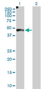 EFEMP2 Antibody in Western Blot (WB)