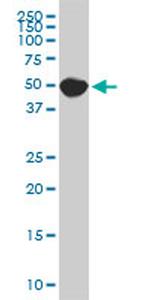 SPG3A Antibody in Western Blot (WB)