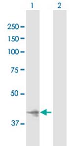 IMPAD1 Antibody in Western Blot (WB)