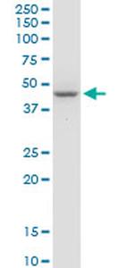 STYK1 Antibody in Western Blot (WB)